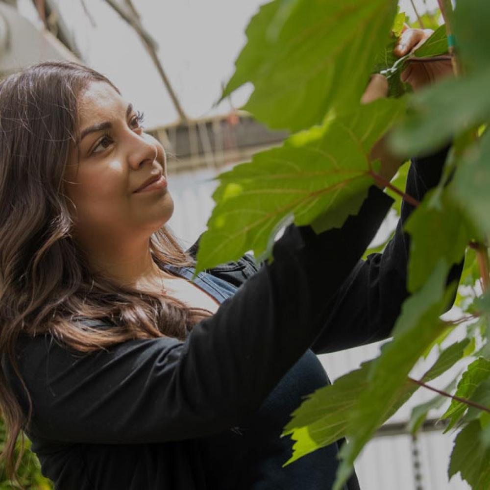 A female student studying the leaves of a plant in one of the several UC Davis greenhouses